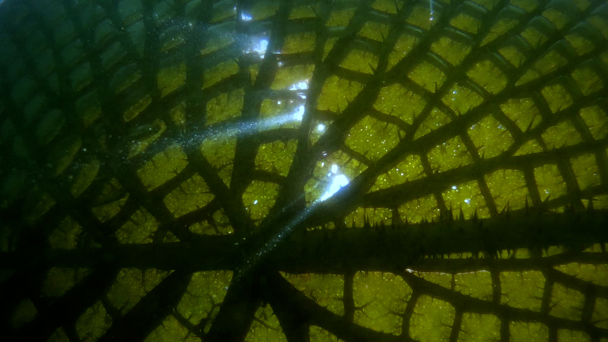 Filmprogramm Yrup Candela Sotos ES 2025 79